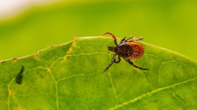 Tick Awareness Rising as Lyme Disease Cases Increase This Summer