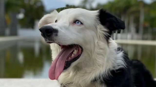 Heroic Canine Rescues Lives in Venezuela's Earthquake Response