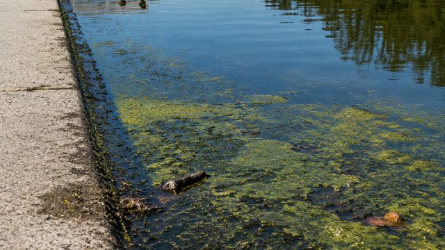 Controversy Surrounds Reflecting Pool Amid Vandalism and Wildlife Concerns