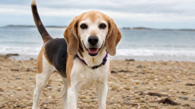 Help Lilly the Beagle Find Her Forever Home on Cape Cod